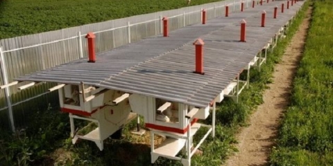 Uzgoj kunića kao biznis: profit, profitabilnost i prihod